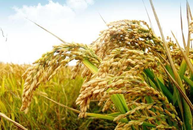 2021年糧食價(jià)格及補(bǔ)貼政策的農(nóng)業(yè)問題